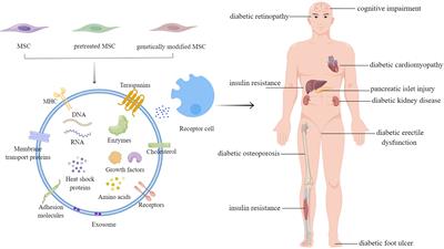 The roles of mesenchymal stem cell-derived exosomes in diabetes mellitus and its related complications